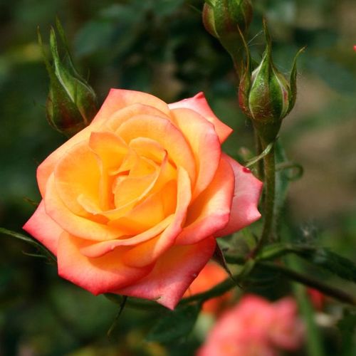 Rosa Bonanza ® - sárga - vörös - Csokros virágú - magastörzsű rózsafa- bokros koronaforma